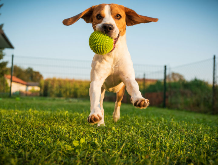 Pet Boarding | Dog Boarding