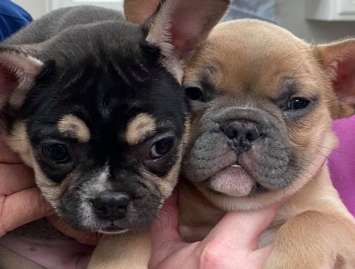 Puppy Care